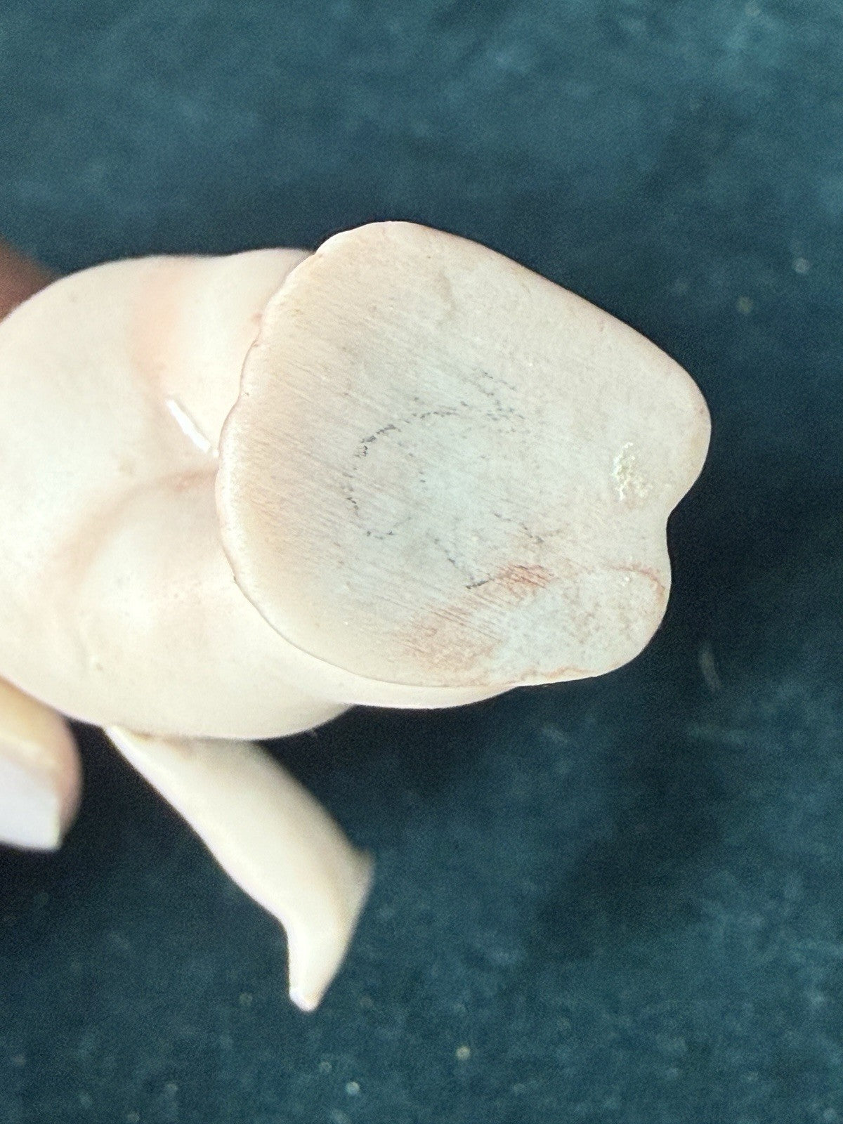 Reproduction Of Antique German All-Bisque Kewpie 4 3/4” Doll Blue Wings