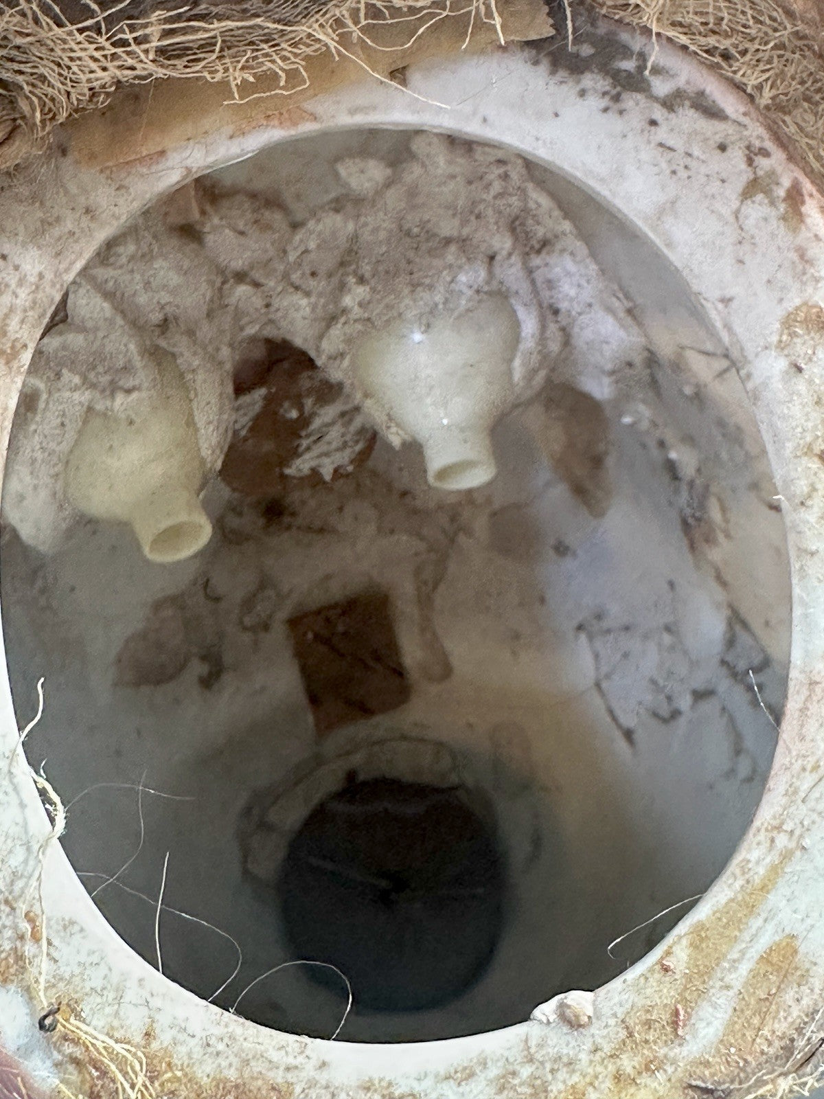 Antique German Kammer & Reinhardt Simon Halbig 26” Baby  Doll Mold 126